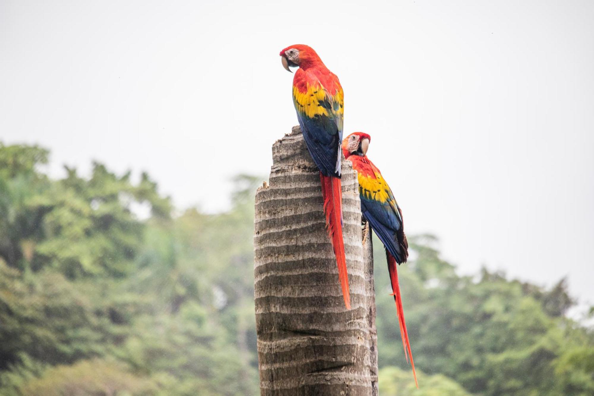 Boutique Hotel Las Cascadas Manuel Antonio Bilik gambar